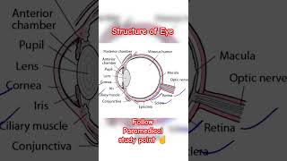 Structure of Eye