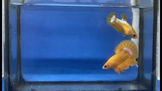 Yellow hellboy betta pair