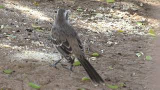 SABIÁ-DO-CAMPO (Mimus saturninus)