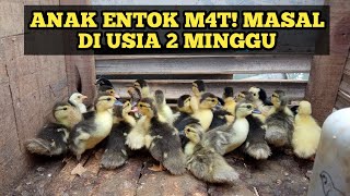 ANAK ENTOK MAT! SAAT USIA 2 MINGGU