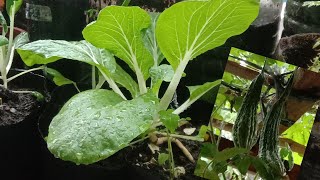 AMPALAYA AT PETCHAY IN THE TERRACE..opheliariveravlog