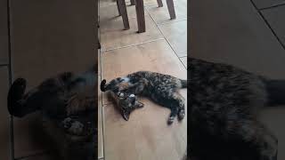 #fofimhos #gatos #adoteumgato #cat #adote #viralvideo #pets #adoteumgatinho #gato #adotaretudodebom