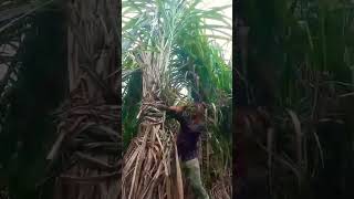 ये है दमदार गन्ना वैरायटी #sugarcane #farming