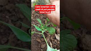 cara tanaman cabe rawit dipot lebat buah pendek#berkebun #berkebundirumah #pertanian #petualangan