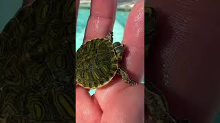 Tiny Turtle Saved From Pool Skimmer #shorts #viral #cute