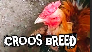 CROOS BREED AYAM HOBI