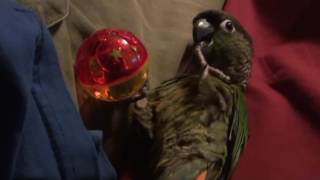 Green Cheek Conure's First Birthday! (Jack)