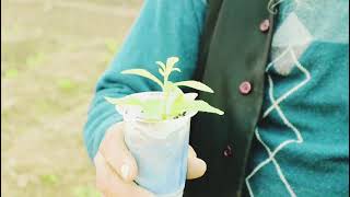 Stevia caltivaction in Punjab, پنجاب میں سٹویا کی کاشت، چینی سے 10 گنا زیادہ مٹھاس