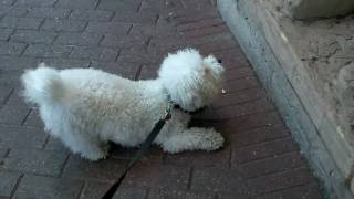 Bichon Frise Barking