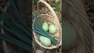 Harvest Green Eggplants || Panen Terong Hijau