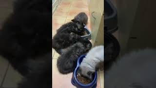 Himalayan cats #shortvideo #satisfying #ofwkuwait #trending #catshorts