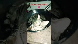 Kitty love #love #song #cat #kittymusic #fypシ゚viral #shortsvideo #famousshorts #musiccat #dance