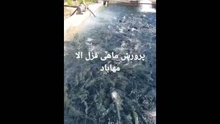 پرورش ماهی قزل الا مهاباد ایران