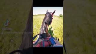 Cavallo-Booted Horse Stuck in Bog!