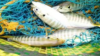 Handline fishing at deep sea