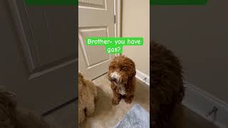 DOODLE DOGGIE TALES- Part 58 “Never Alone” #shortsfeed #shortvideo #dogs #brothers #shorts #pets