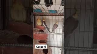 cocktail for sale in Karachi #pigeon #ultrasound #bird #petdeath #ultrasoundtechnology #kabootar