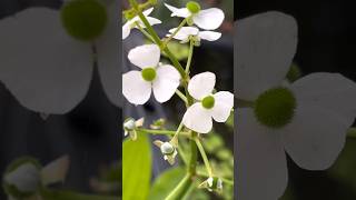 Tiny white flowers #ナガバオモダカ#arrowheadplant# whiteflower#shorts