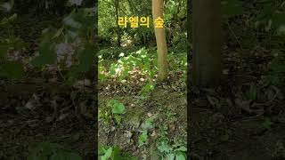 산림정원 라엘의 숲 #산수국  #바위취  #블랙커런트 #nature