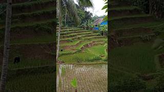 Indahnya Pemandangan Alam Cianjur Selatan Jawa barat Indonesia #shortvideo #pedesaanjawabarat