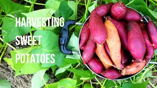 Harvesting sweet potatoes from my small backyard garden - #1