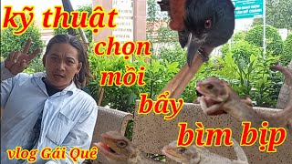 Kỹ Thuật Chọn Mồi Đi Bẩy Bìm Bịp Hiệu Quả Nhất,Ổn Định Mà Không Bị Chết Con Mồi.Cách Bắt Kỳ Nhông.