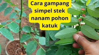 cara gampang simpel stek pohon katuk tanpa obat perangsang akar