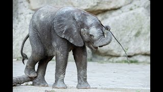 Besucherzahlen steigen: Tiergarten Schönbrunn sagt "DANKE"