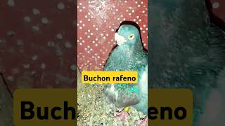 حمام الرافينو الاسباني ⚡⚡🔥 buchon rafeno #pigeon #shortvideo