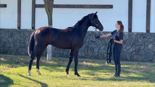 For sale! colt Bon Vivat by Bon Couer - Rocky Lee *2023, 1 y.o., dressage Oldenburg