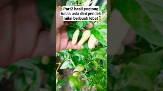 part2 hasil potong tunas usia dini#berkebun #berkebundirumah #pertanian #petualangan