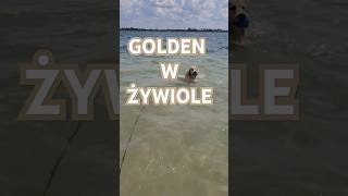 Golden Retriever - KaVa w wodzie oswajanie pierwszy raz #goldenretriever