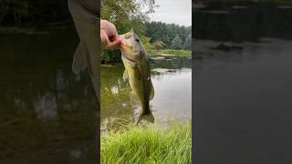 Nice bass on a chatter bait ￼