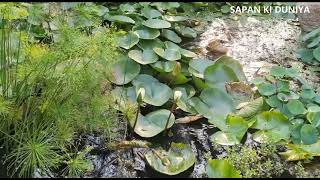 Watch the lily unfurl - Part I #lily  #water #flower #bloom