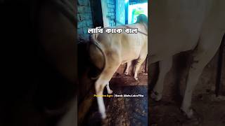 এই গরু মেশিনের মত লাথি দেয় #cattle #bull #cow #purbashaagro