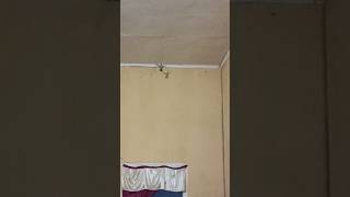 Salah masuk Kamar #animals #colibrí #sogon