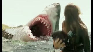 Shark Attack! The Most Aggressive and Powerful Sharks - josesea