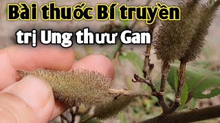 Bài thuốc Bí truyền trị Ung Thưư Gan.PHAN HẢI Vlog