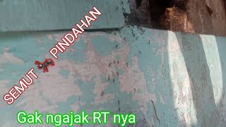 Semut 🐜 pindah rumah #KARYOTO