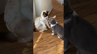 Wilson and Figaro Be Like || Cat 🐱 Moments #shortvideo