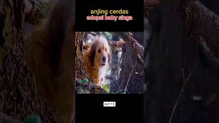 seekor anjing adopsi baby singa #film #movie #alurceritafilm