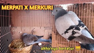 MERPATI JAWA SUNGUT X MERKURI akhirnya bertelur