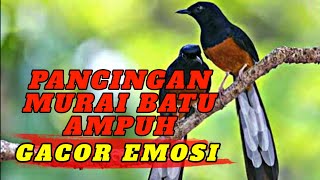 PANCINGAN MURAI BATU AMPUH LANGSUNG NYAUT BUNYI GACOR 100%