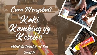 CARA MENGOBATI KAKI KAMBING YANG KESELEO || ternak kambing