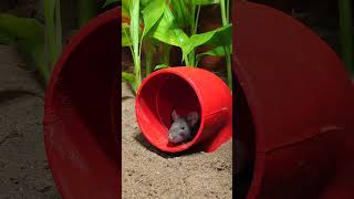 Cats Loves The Game of Running Squeaking Mice - Paul Bardor #catgames #cattv #animals