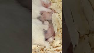 mom Hamster 🐹 #shorts #babyhamster #hamstershorts #sumenep