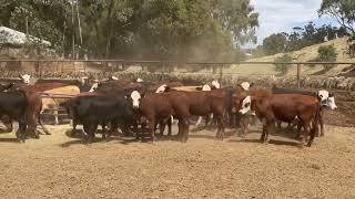 Canowie Cattle co - 126 mixed weaners