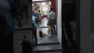 Dogs go to church.  These dogs are partially stray