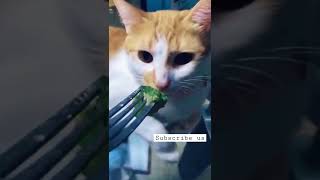 #cat #shortvideo #shorts #youtubeshorts #video #whatsapp #tiktok #tiktokviral #catsoftiktok #viral