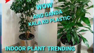 Indoor Plants trending/ Wow Ang Ganda kala ko Plastic